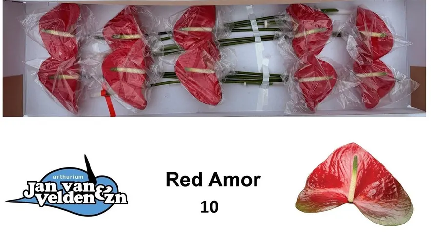Anth Red Amor