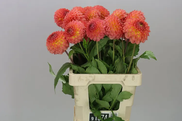 Dahlia Santa Luca 50 cm