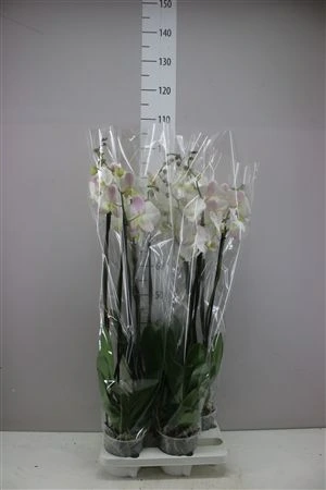 Orchidea Phalaenopsis biela, 3 výhony črepník 15 cm