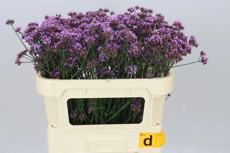Verbena Ov 70 cm