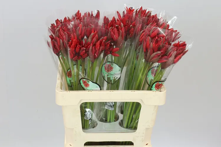 Nerine Sa Lydia Red 55 cm