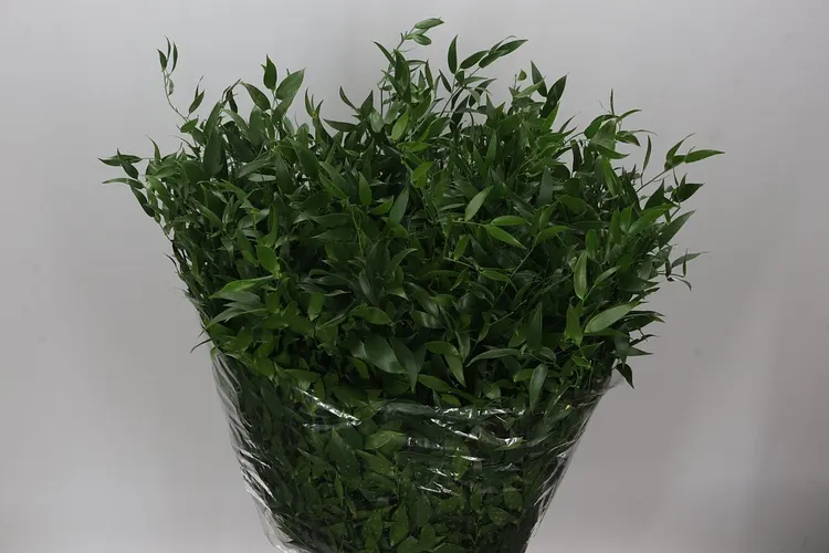 Ruscus Italia Medium L7 70 cm