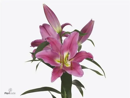 Ľalia orientálna Valdosta 90 cm