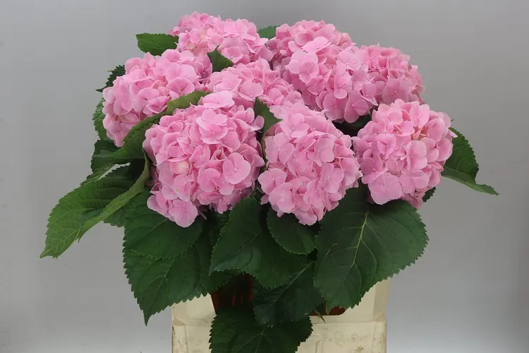 Hortenzia Verena Pink Pale 80 cm