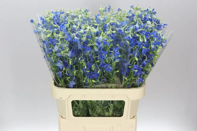 Delph En Volkerfrieden 80 cm