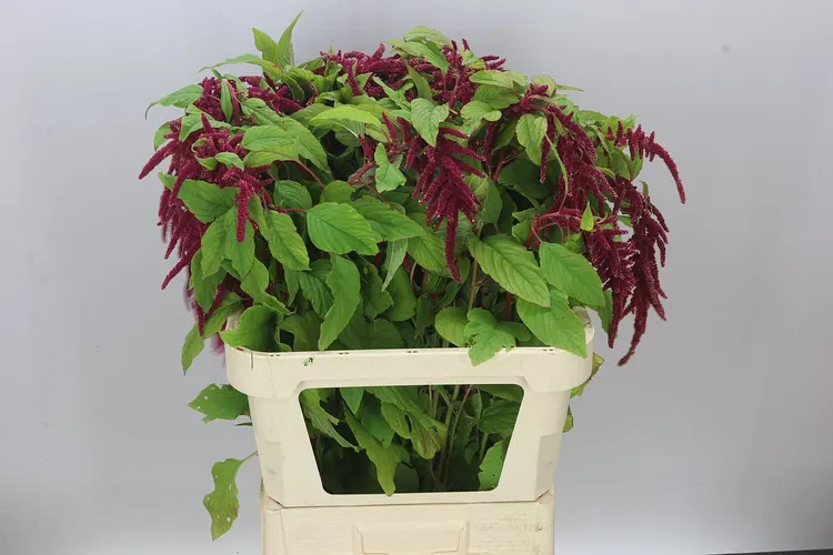 Amarant Ca Red Cord 80 cm