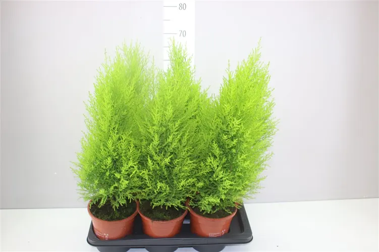Cupressus Wilma črepník 17 cm