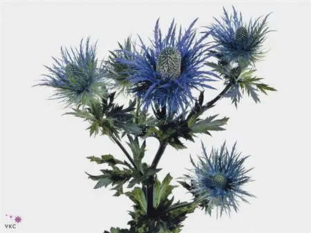 Eryngium Alpinium Blue Hollands Ex 55 cm