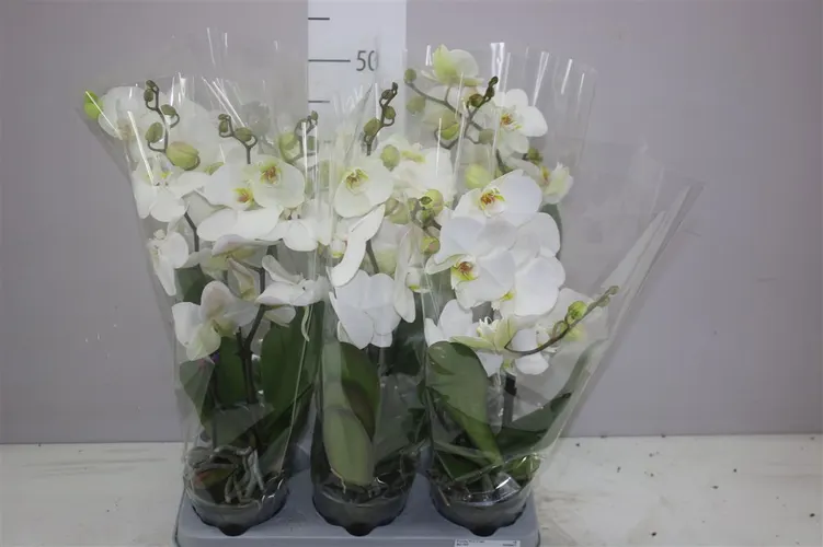 Phal Bo Wit 2 Tak črepník 12 cm