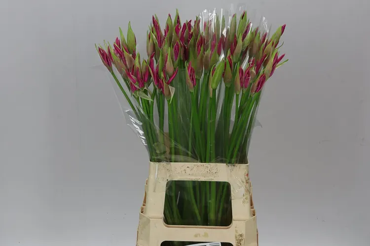 Nerine Bo Favoriet 70 cm