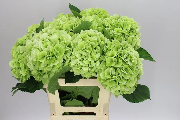 Hydrangea Verena Lime Classic 60 cm
