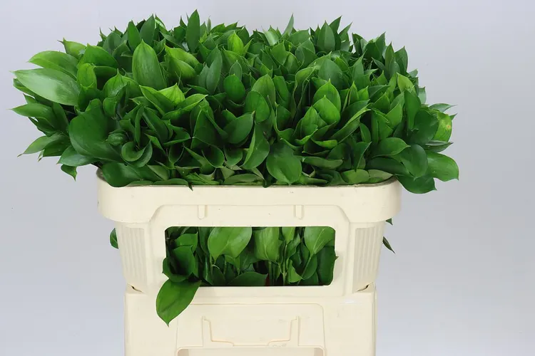 Ruscus Groot 70 cm