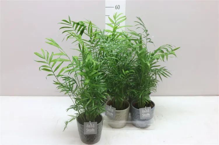 Chamaedorea Elegans Gaia v keramike črepník 13 cm