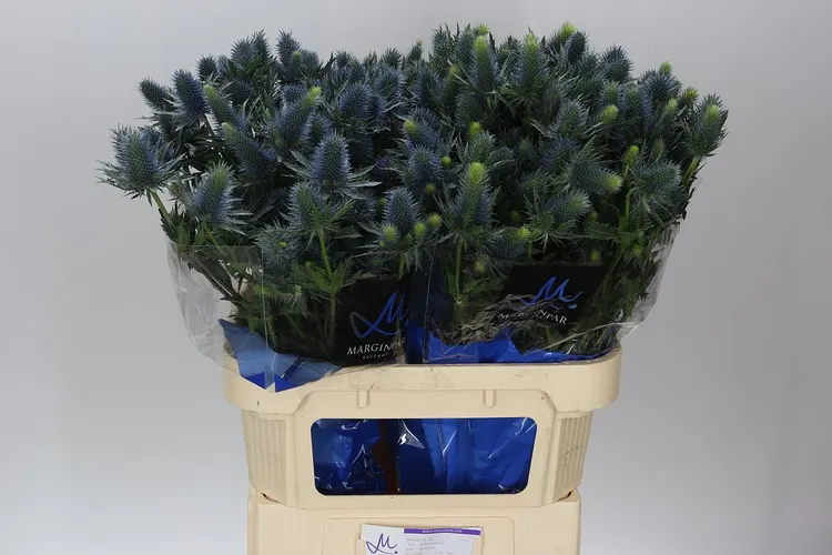 Eryngium Supernova 80 cm