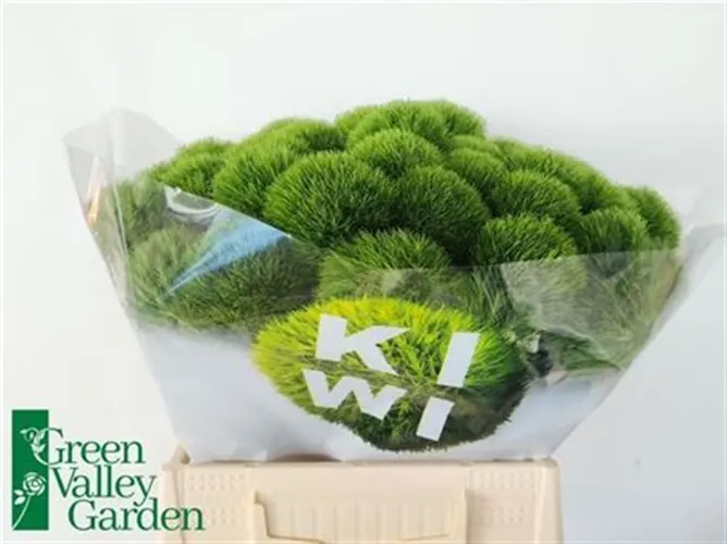 Di Bar Kiwi Mellow 40 cm