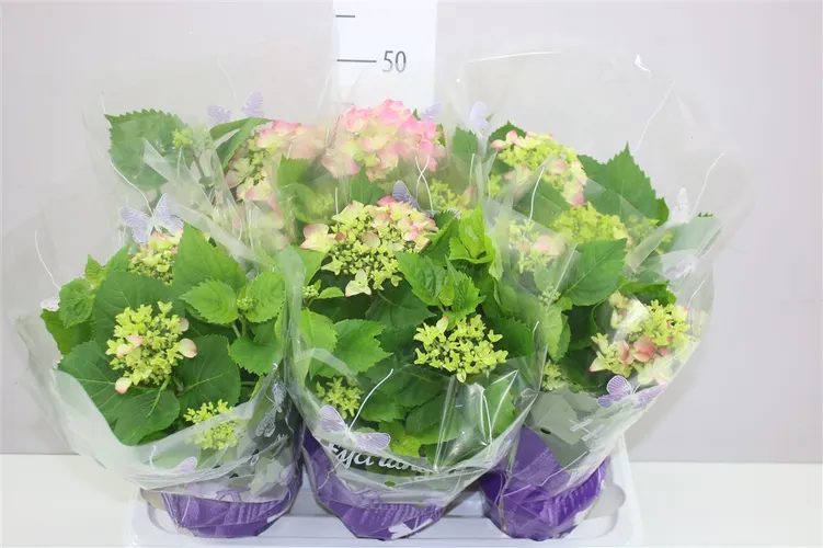 Hydrangea Early Rosa 5-7 črepník 14 cm