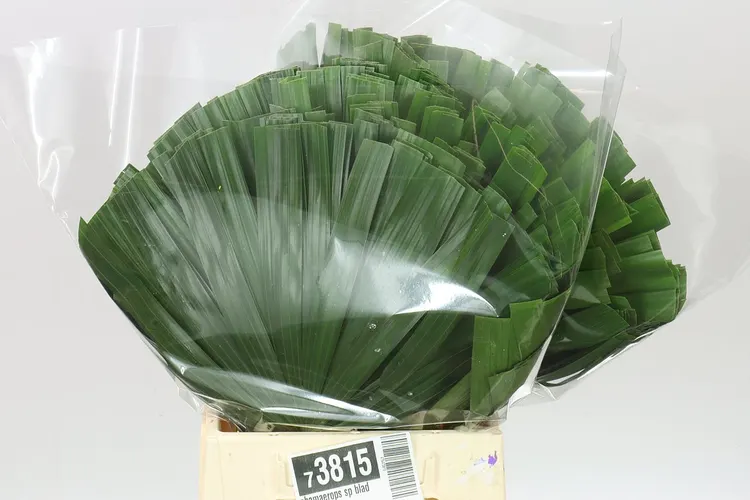 Chamaerops Sp Blad 50 cm