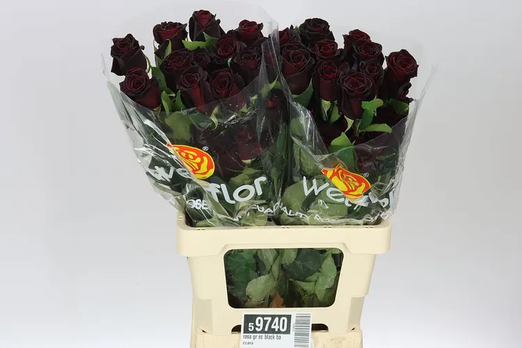 Rosa Gr Ec Black Baccara 60 cm