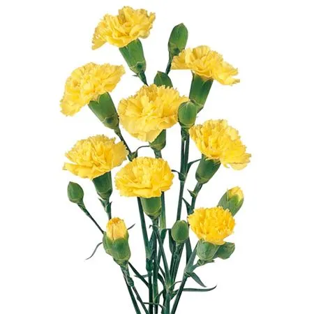 Di. Tr Yellow Box 65 cm