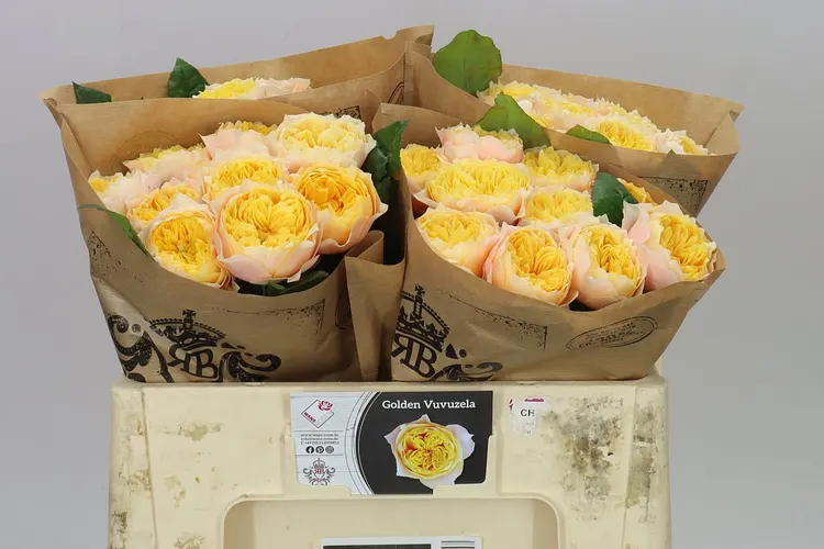 Rosa Gar Golden Vuvuzela 50 cm