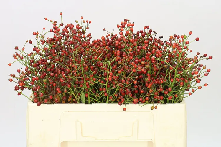 Rozenbottel Mag Red Cascade 50 cm