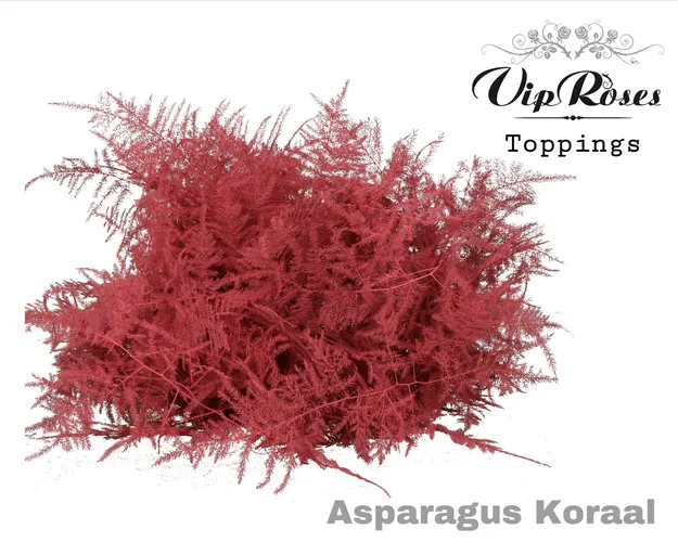 Asp Ov 1e Veren Koraal 45 cm
