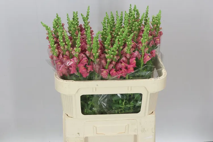 Papuľka Pink 75 cm