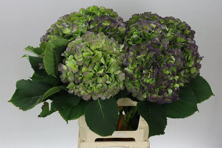 Hortenzia Verena Blue Classic 65 cm