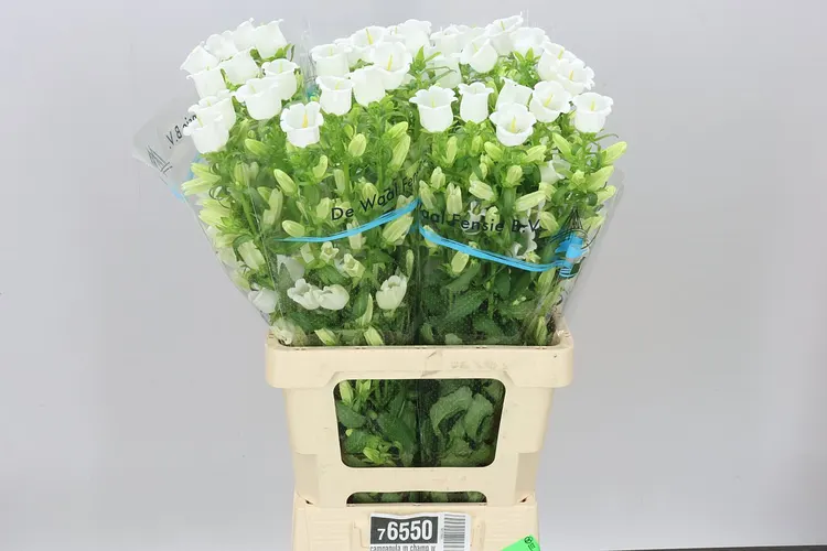 Campanula M Champ White 70 cm