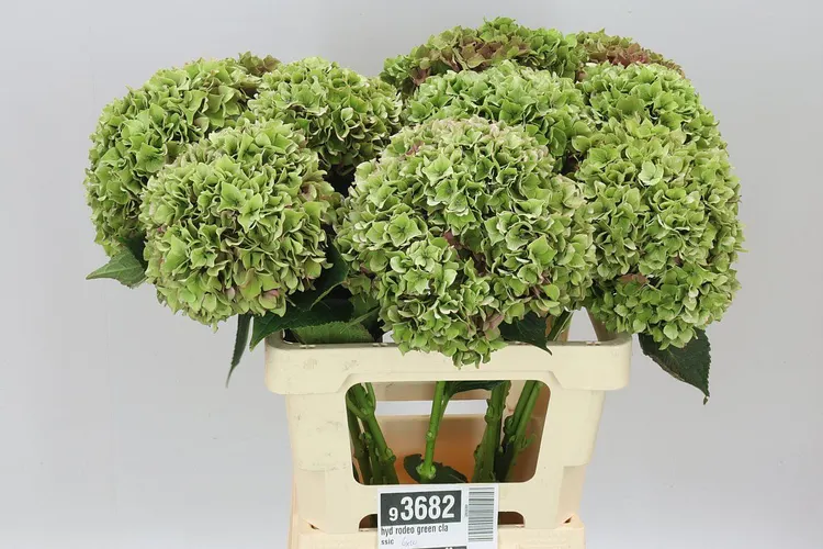 Hortenzia Rodeo Green Classic 60 cm