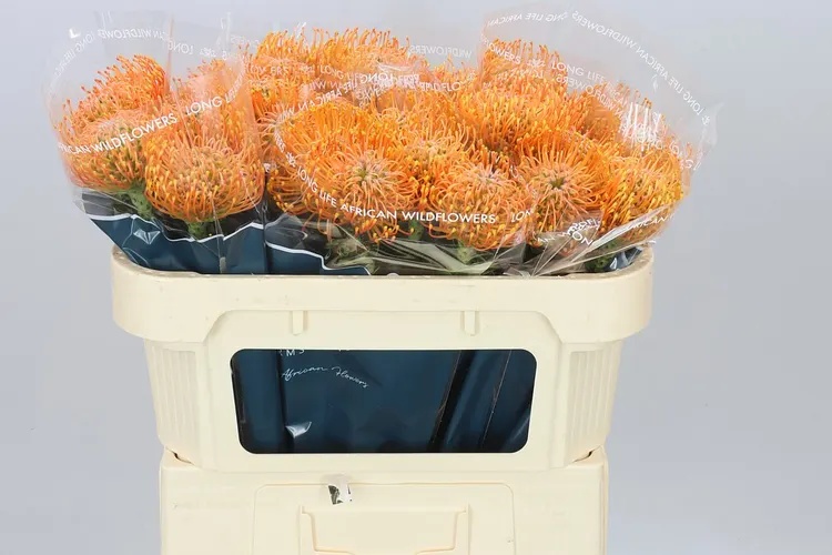 Leucospermum Ayoba Orange 70 cm