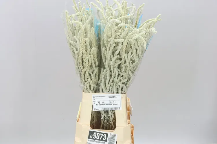 Amarant Yearming Desert 70 cm
