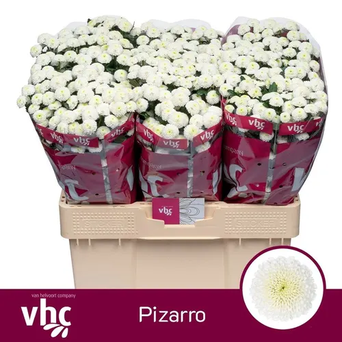 Sant Pizarro 55 cm