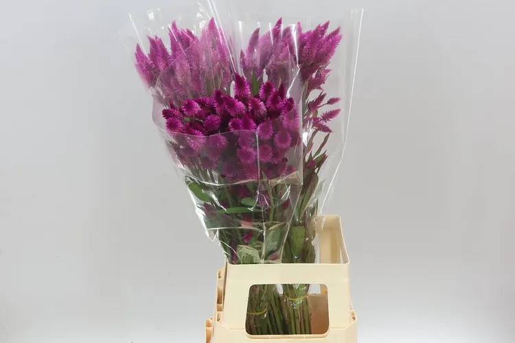 Celosia / Celózie (hlavný sklad)