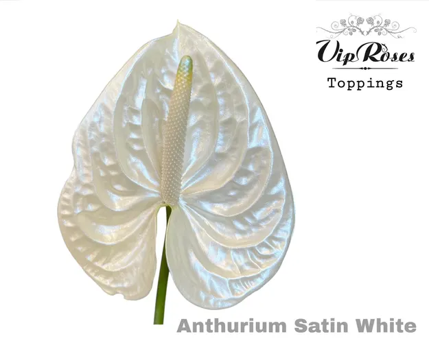 Ant A Satin White 50 cm