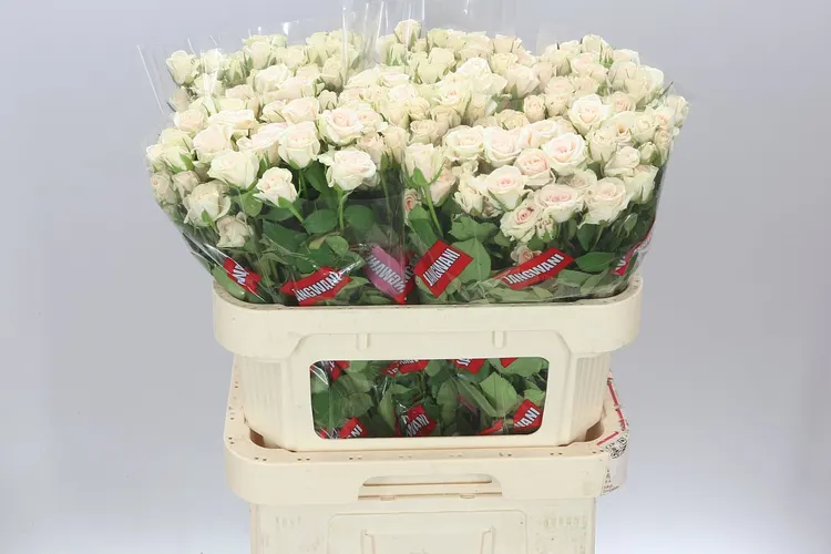 Ruža trsová Royal Porcelina Imp 80 cm
