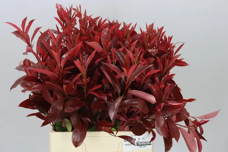 Photinia X F Red Robin 65 cm