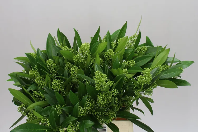 Skimmia C Kew Green Ex 45 cm