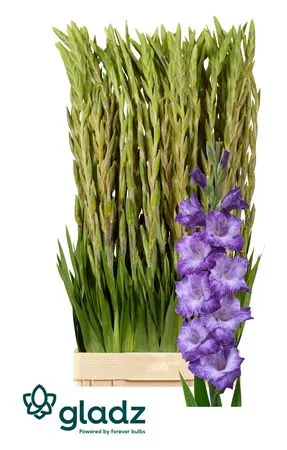 Glad Gr Mauve Muse 120 cm