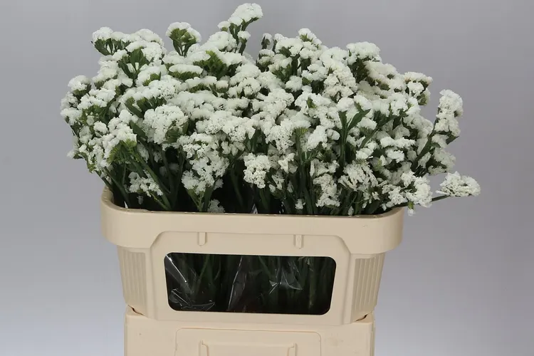 Lim. S White 70 cm
