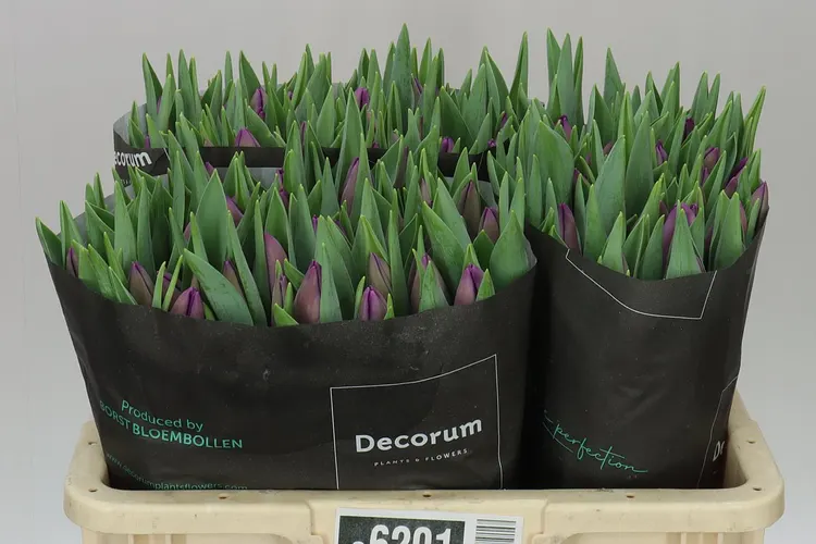 Tulipán jednoduchý Bullit 40 cm