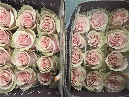 Rosa Gr Ec Believe In Pink 60 cm