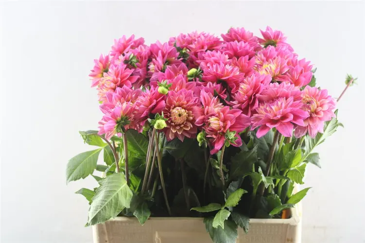 Dahlia Happy Salmon 60 cm