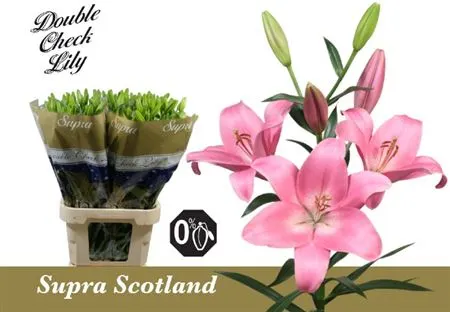 Lil La Scotland 90 cm