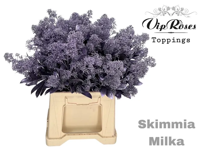 Skimmia Metallic Milka 45 cm
