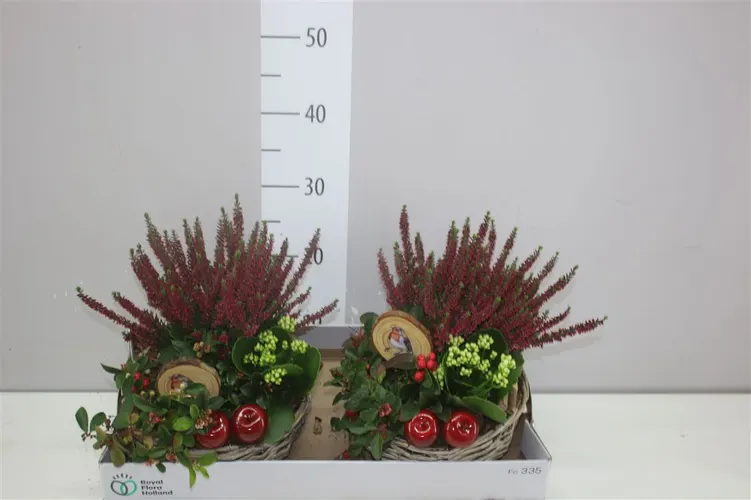 Arr Tuinplanten v prútenom košíku Rond črepník 22 cm