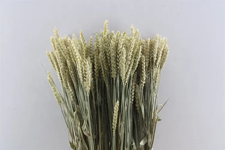 Wheat Naturel, sušené 60 cm