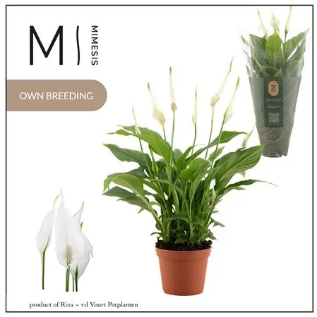Spathiphyllum Chopin črepník 9 cm