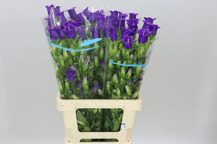 Campanula M Champ Blue 70 cm