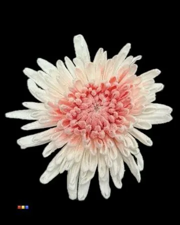 Chr G Marshmallow Red 70 cm